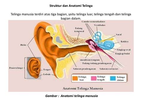 Detail Gambar Anatomi Telinga Manusia Koleksi Nomer