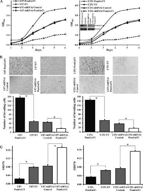 PomGnT1 Regulates GBM Cell Proliferation Invasion And Adhesion In