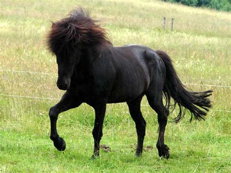 Icelandic Horse Facts, Origin, History, Gaits, Pictures