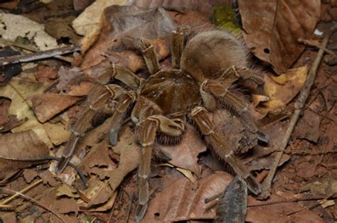 5 Creepy Amazon Rainforest Spiders • I Heart Brazil