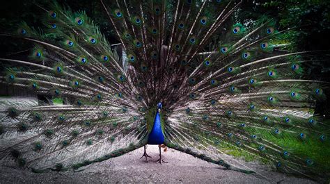 Fotos Gratis Pájaro Ala Rueda Animal Verde Fauna Pavo Real