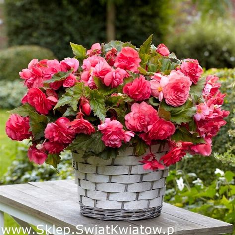 Begonia pachnąca Odorata Pink Delight 2 szt Sklep Świat Kwiatów