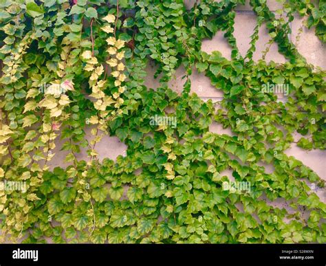 Creeping Plants High Resolution Stock Photography And Images Alamy