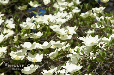 Mountain Dogwood Cornus Nuttallii Yosemite National Park California