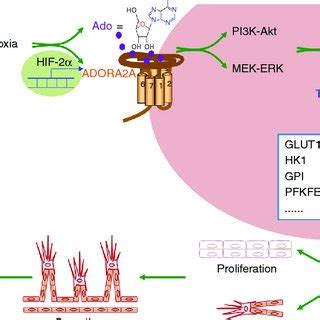 Schematic Diagram Illustrating The Molecular Mechanisms Underlying The