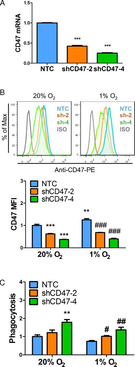 HIF 1 Regulates CD47 Expression In Breast Cancer Cells To Promote