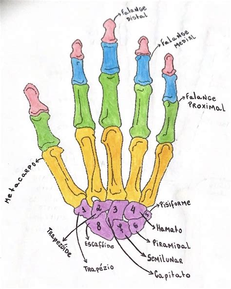 anatomia ossos da mao anatomia trapezoide