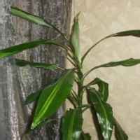 Дерево счастья Драцена /Dracena tropic/ Живая сила джунглей - «Сувенир ...