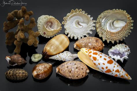 Worldwide Seashells Seashells From Around The World Speci Flickr