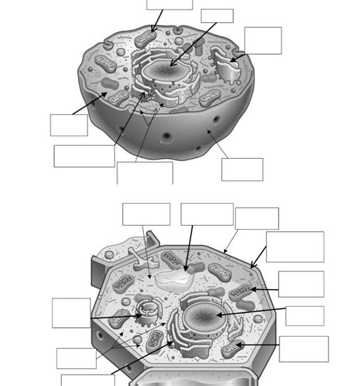 Animal Cell Diagram Unlabeled