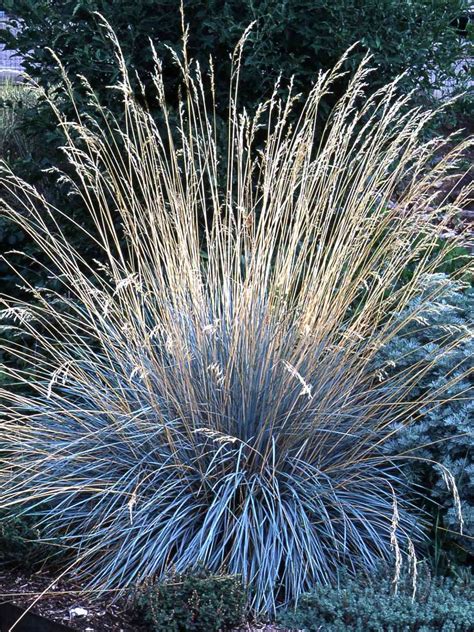 Prettiest Ornamental Grasses to Plant in Your Landscape | Better Homes ...