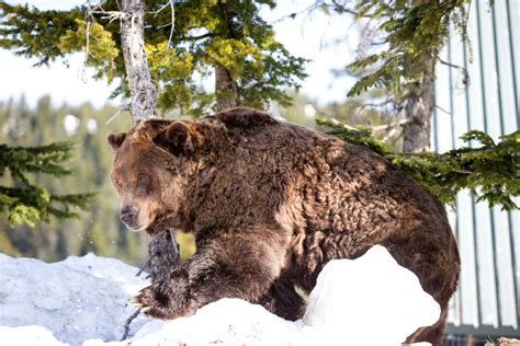 16 cute photos of Grouse Mountain's grizzly bears awakening from ...