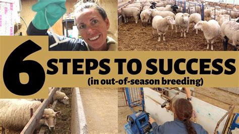 6 Steps For Successful Out Of Season Breeding In Sheep Vlog 167 Youtube