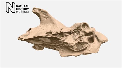 Glossotherium – back of skull - Download Free 3D model by NHM_Imaging ...