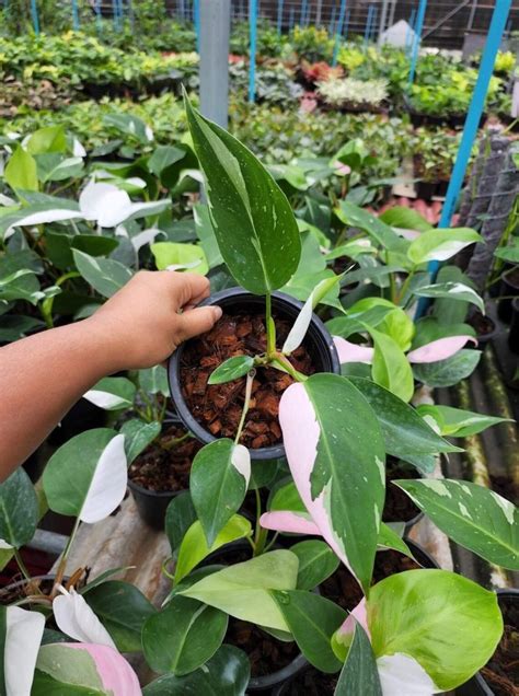 Growing A Philodendron White Princess Tri Color At Home