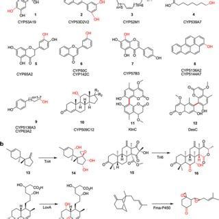 Versatile Monooxygenase Reactions Catalysed By Fungal Cytochrome P