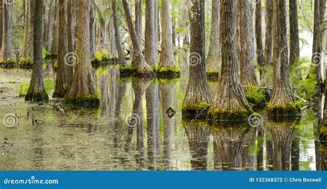 A Gua Lisa Reflete Rvores De Cypress No P Ntano Marsh Lake Foto De