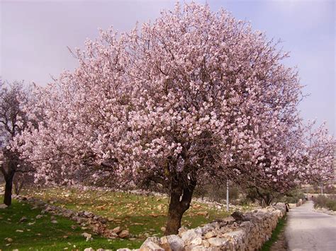 Conoce Rboles Con Flores Parques Alegres I A P