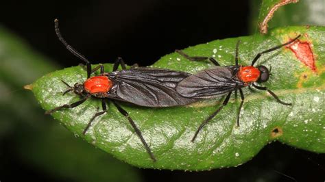 How To Get Rid Of Lovebugs From Your Home Yard And Car