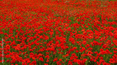 Rolling Poppy Fields in Flanders WW1 world war 1 battlefield ...