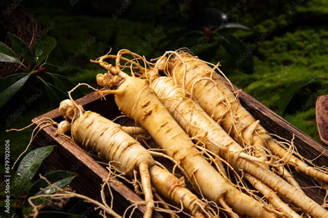 Fresh Ginseng Root The Amazing Health Benefits Of Ginseng You Need To