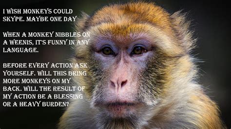 30+ Best Online Funny Monkey Quotes