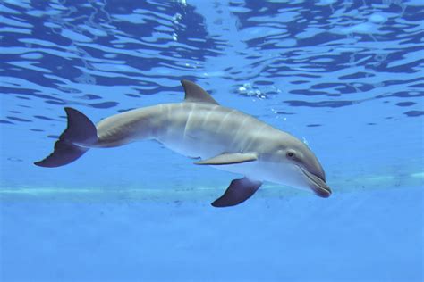 Brookfield Zoo Dolphin Dies Less Than A Week After Birth