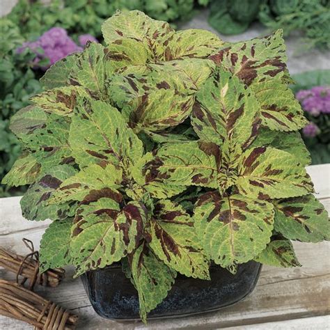 Growing Coleus Hgtv