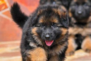 German Shepherd Puppies For Adoption - AllShepherd