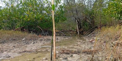 Ciptakan Habitat Udang, 7.200 Bibit Mangrove Ditanam di Pantai Bangka