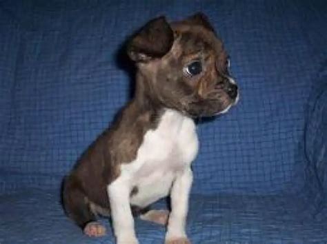 Miniature Boxer - Pet Your Dog