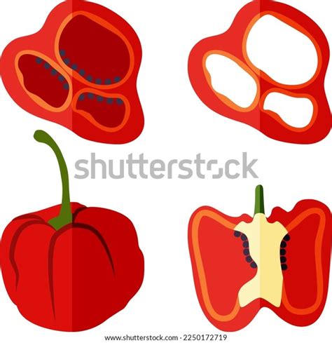 Set Whole Half Quarter Slices Rocoto Stock Vector Royalty Free