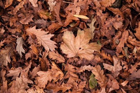 How To Repurpose Fallen Leaves In The Garden