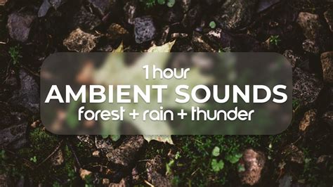 Forest Rain Thunderstorm Sounds Hour Sleep Or Study To Rain