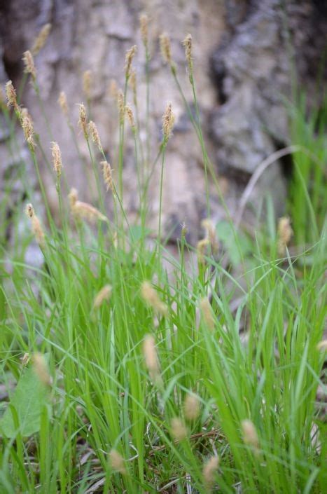 A Carex For Every Condition Cape Conservation Corps