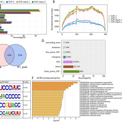 Clip Seq Analysis Revealed The Rna Binding Features Of Pcbp1 In T Download Scientific Diagram