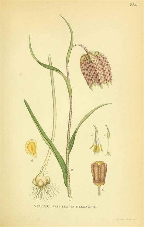 Fritillaria Meleagris L Lindman C A M Bilder Ur Nordens Flora