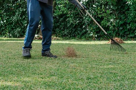 How To Identify And Treat Thatch Build Up In Your Lawn Garages