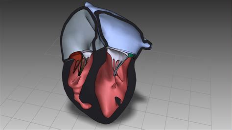 Heart Anatomy 3D Model $199 - .ma .lwo .3ds .3dm .obj .max .unknown ...