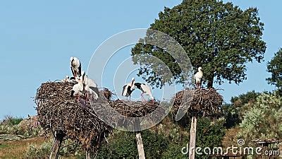 Col Nia De Cegonha Branca Numa Zona Protegida No Monumento Natural De