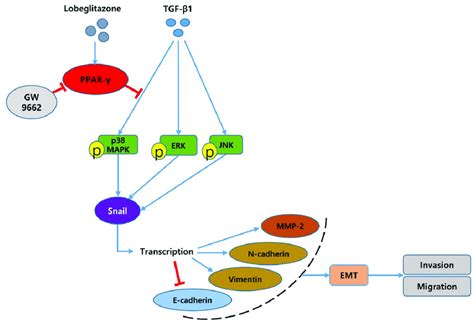 Schematic Representation Of Transforming Growth Factor Beta