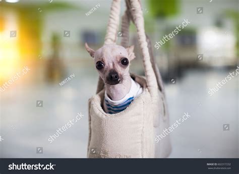 Funny Chihuahua Puppy Stock Photo (Edit Now) 602317232