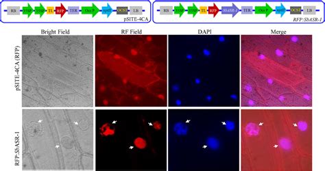 Subcellular Localization Of SbASR 1 RFP Translational Fusion Protein In