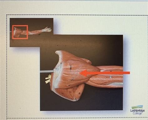 Anatomy Muscles Of The Upper Extremities Lab 4 Flashcards Quizlet