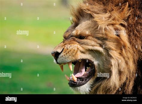 Top 999 Angry Lion Images Amazing Collection Angry Lion Images Full 4K