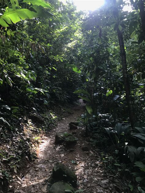 Amazon Rainforest French Guiana. Neck sore from continuously scanning