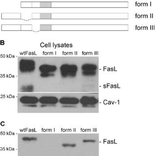 N Terminal Domain Of FasL Is Important For Interaction With Caveolin 1