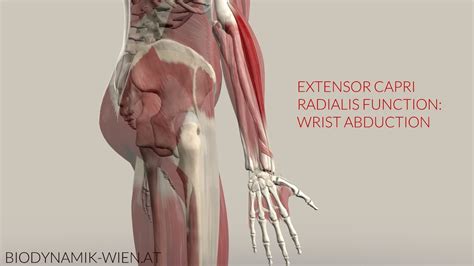 Extensor Carpi Radialis Function Wrist Abduction 3D Animation YouTube