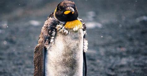 Seals Discovered Having Sex With Penguins Album On Imgur