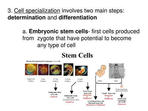 Chapter 28 Human Systems And Homeostasis Ppt Download